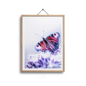 Poster Playtime Butterfly